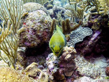 Green Moray Eel in Coral Reef, Belize clipart