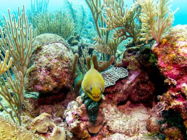Green Moray Eel in Belize Barrier Reef clipart