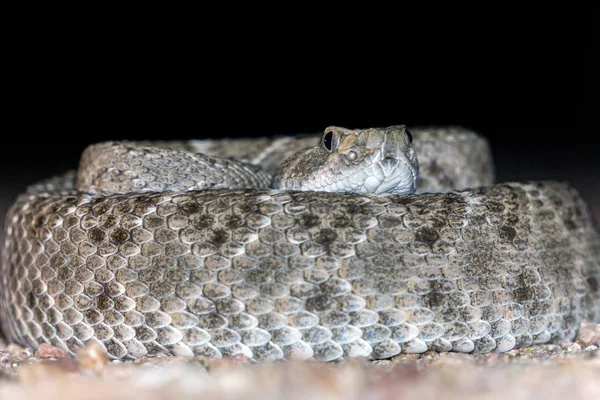 Western Diamondback Rattlesnake Venomous Pit Viper Snake — Stock Photo, Image