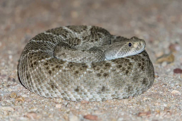 Western Diamondback Rattlesnake Venomous Pit Viper Snake — Stock Photo, Image