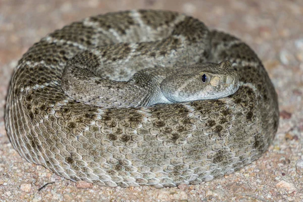 Western Diamondback Rattlesnake Venomous Pit Viper Snake — Stock Photo, Image