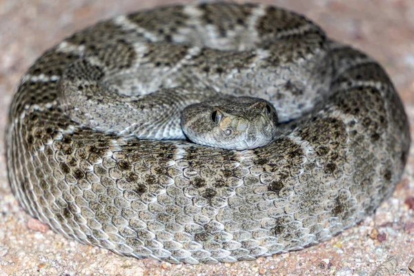 Western Diamondback Rattlesnake Close Arizona Desert — Stock Photo, Image