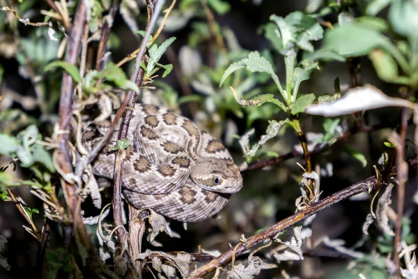 亚利桑那州沙漠中的莫哈韦响尾蛇 毒蛇坑毒蛇 — 图库照片