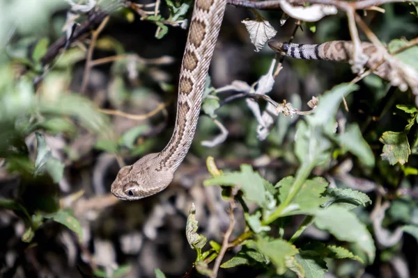 Mohave Rattlesnake Arizona Desert — Stock Photo, Image