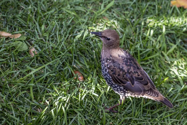 Spring  bird,  thrush,  brown bird, Russian bird,