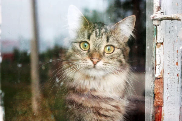 Tabby cat behind the old window