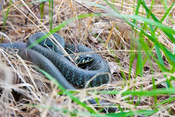 Serpent Dans Herbe — Photo
