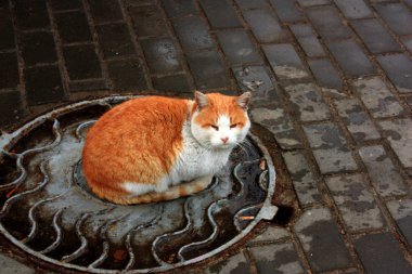 evsiz kırmızı ve beyaz kedi hava ıslak olduğunda bir rögar üzerinde oturan