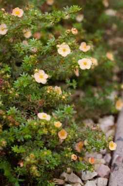 Bahçede Potentilla fruticosa. bulanık arka plan