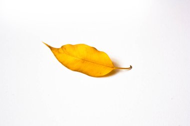 Sarı yapraklı büro Benjamin beyaz arka planda izole edilmiş.