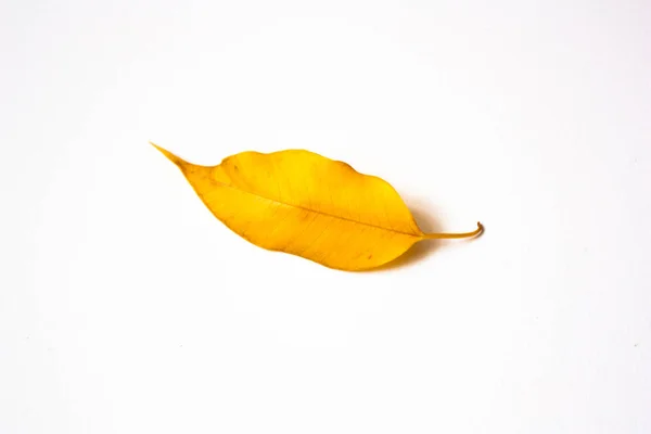黄色の葉オフィシウスベンジャミナは白い背景に隔離され — ストック写真