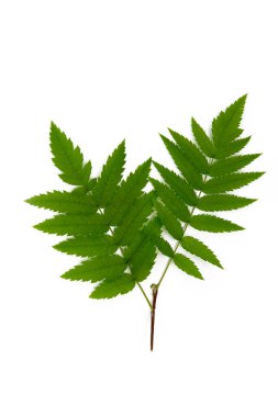 Beyaz arkaplanda yeşil Rowan yaprağı