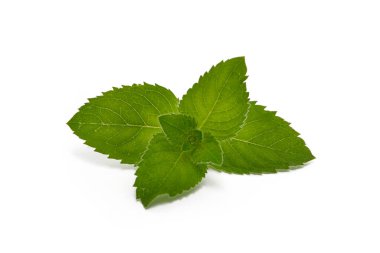       Beyaz arkaplanda yeşil nane yaprakları