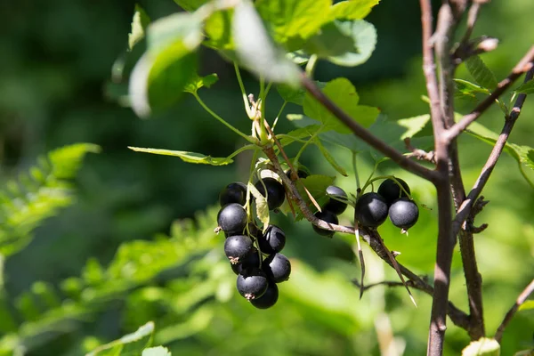 Czarna Porzeczka Zielonymi Liśćmi Gałęzi Naturalnym Zielonym Tle — Zdjęcie stockowe