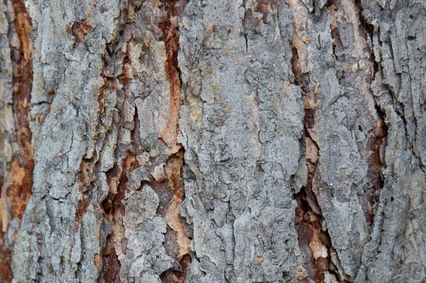 Yatay ahşap doku arka yüzeyi doğal desenli. Kırsal ahşap masa ya da zemin manzarası. Ağaç kabuğu