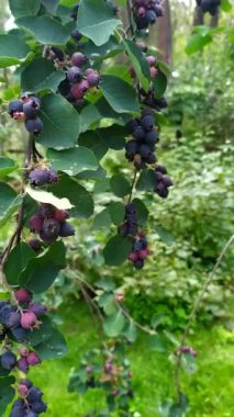 Hanımeli böğürtlenleri yeşil bir arka planda bir dala asılırlar.