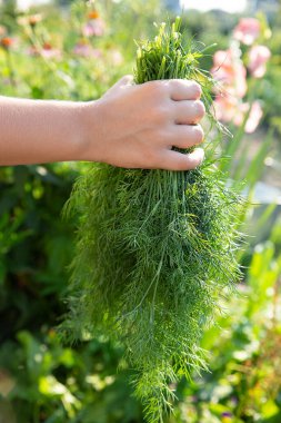 Beyaz arka planda bir kadının elinde bir demet dereotu yaprağı.