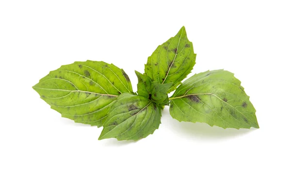 Las Hojas Albahaca Verde Sobre Fondo Blanco — Foto de Stock