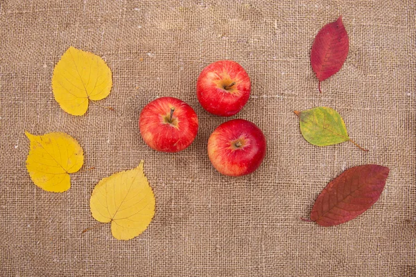 Őszi Háttér Sárga Piros Levelek Bogyók Gyümölcs Dió Esik — Stock Fotó