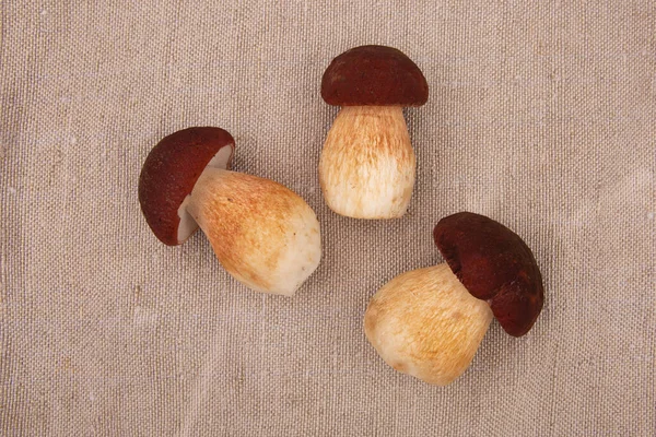 Royal Mushroom Burlap — Stock Photo, Image