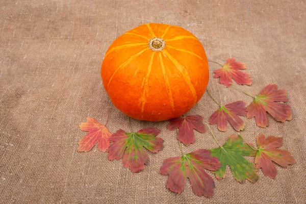 Оранжевая Тыква Осенние Листья Изолированы Мешковине — стоковое фото
