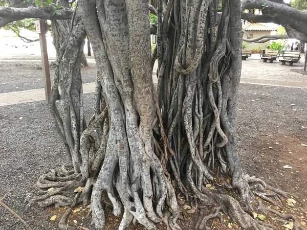 Banyan Tree Lahaina Maui — Stockfoto