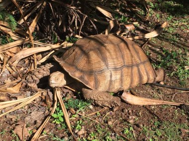 Kauai arazi üzerinde turtle