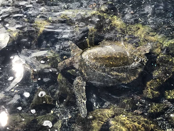 Sudaki deniz kaplumbağası.