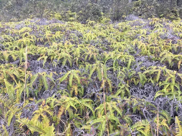 Bitki olmayacak yanardağlar Milli Parkı