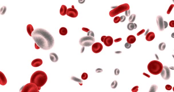 Células Vermelhas Sangue Branco Isoladas Fundo Branco — Vídeo de Stock