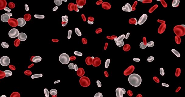 Rood witte bloedcellen geïsoleerd op witte achtergrond — Stockvideo