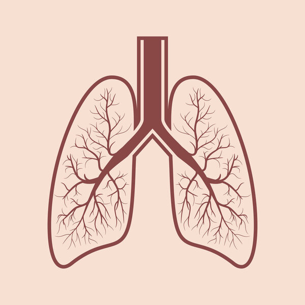 Human lung anatomy.