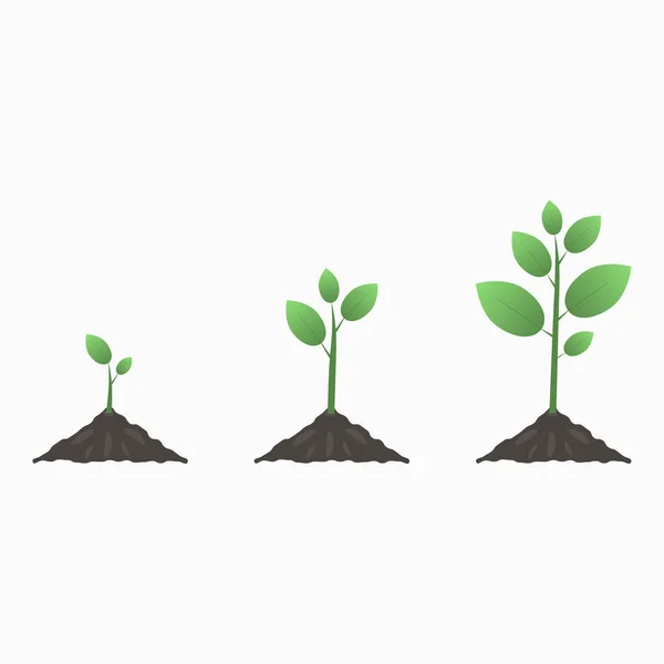 La croissance des arbres. Étapes du cycle de vie de la plante — Image vectorielle