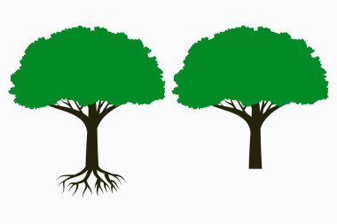 Kök ve yaprak taç ile ağaç.