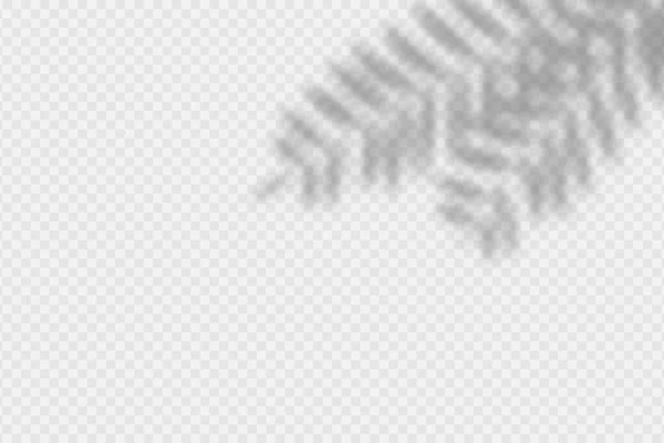 Sombra Superpuesta Rama Palma Efecto Sombra Superposición Transparente Hojas Palmera — Archivo Imágenes Vectoriales