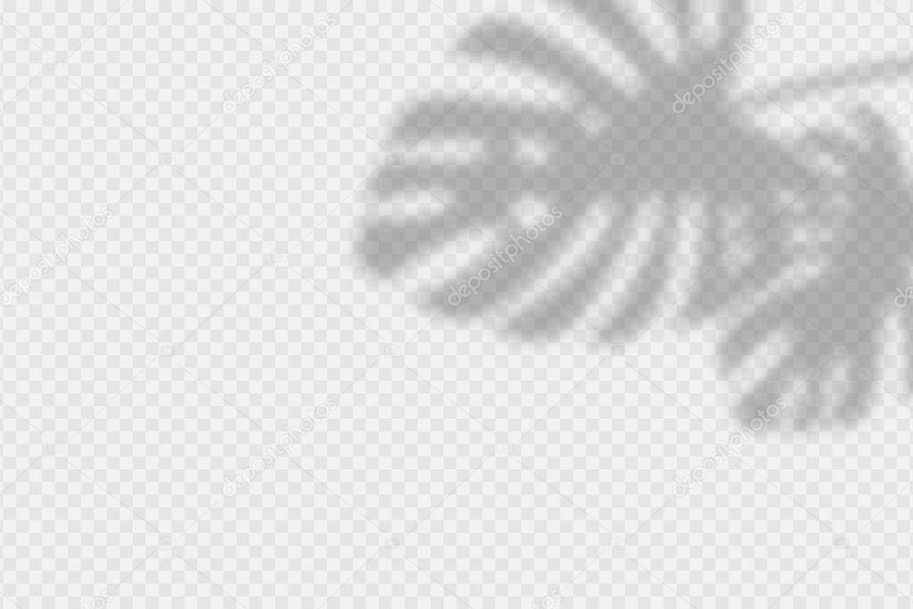 Shadow overlay of monstara leaves. Transparent overlay shadow effect from palm leaf. Realistic soft light effect of shadows and natural lightning on transparent background. Vector.