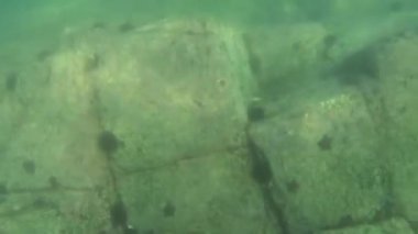 Yengeç. Tayland Kochang Adası    