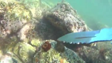 Yengeç. Tayland Kochang Adası    