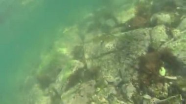 Yengeç. Tayland Kochang Adası    