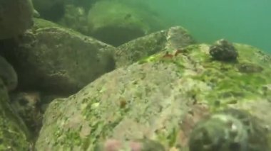 Yengeç. Tayland Kochang Adası    