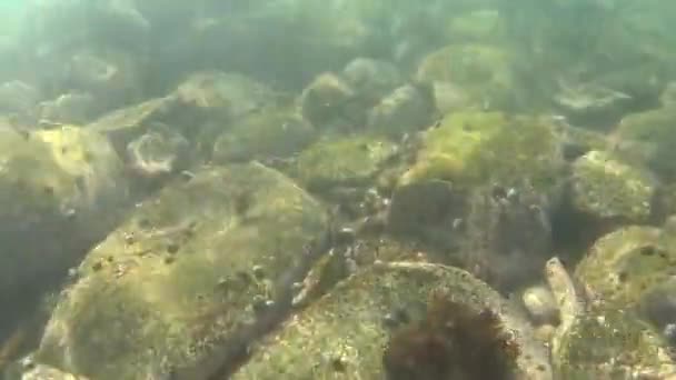 Crab Thailanda Insula Kochang — Videoclip de stoc