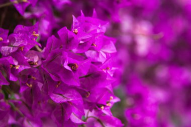 Parlak pembe çiçekler üzerinde arka plan bulanık. Güzel pembe bokeh.