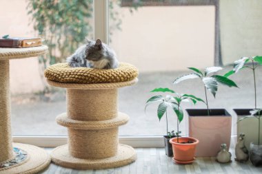 Yumuşak taburede uzanan tüylü kedi büyük ışık odasında çiçeklerle birlikte. Komik ağızlıklı gri kedi yavrusu. Geniş pencereli oda
