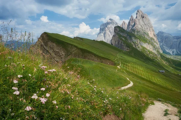 Seceda Piek Met Enkele Bloemen Voorgrond Ortisei Zuid Tirol Dolomieten — Stockfoto