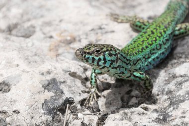 Lizard closeup shot, taken in Formentera island, Baleares, Spain clipart