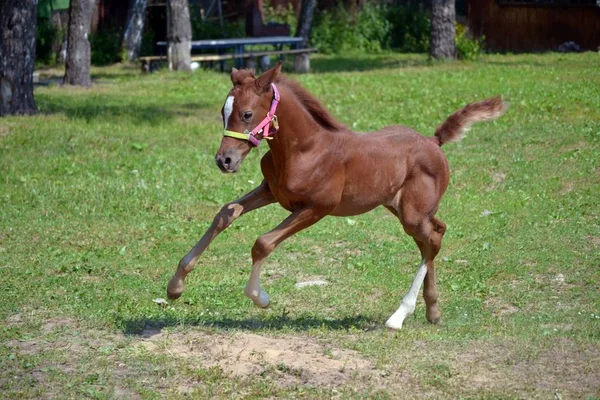 Puledro Galoppante Sull Erba — Foto Stock