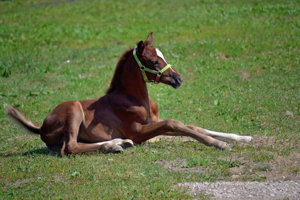 Foal Gets Grass — Stock Photo, Image