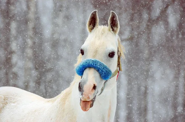 Arabic stallion shows tongue