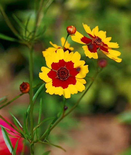 Fleurs Colorées Dans Jardin — Photo