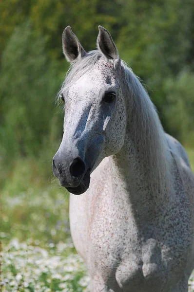 Retrato Cavalo Cinzento — Fotografia de Stock